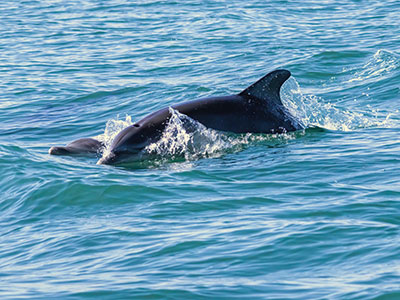 Dolphins breaching the water